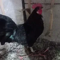 خروس کاملا سیاه