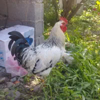 خروس جوجه بهار امسال هست
