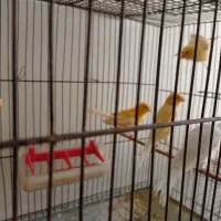 فروش قناری|پرنده|بهبهان, |دیوار