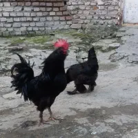 مرغ و خروس مرندی و گلین