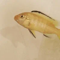 واگذاری ماهی سیچالید