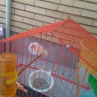 یک جفت قناری جوان|پرنده|رفسنجان, |دیوار