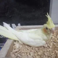 جوجه عروس|پرنده|بندرعباس, |دیوار