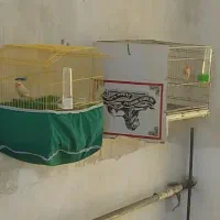 قناری