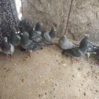 کبوتر کفتر سبز و کوهی و خطی|پرنده|کوه چنار, |دیوار