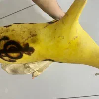 پوست نی انبان نو