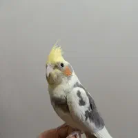 عروس هلندی|پرنده|تربتحیدریه, میدان مرکزی|دیوار