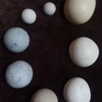 shahab|جواهرات|اردبیل, |دیوار