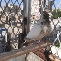 کفترهوای جنسه خوب