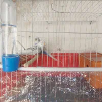 پرنده مرغ عشق