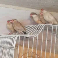 فنج نرگسی شکلاتی|پرنده|شیراز, جوادیه|دیوار