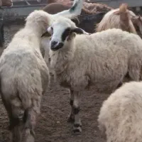 گوسفند