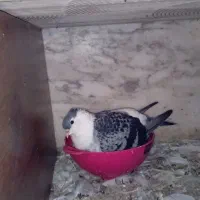 کبوتر|پرنده|گنبد کاووس, |دیوار