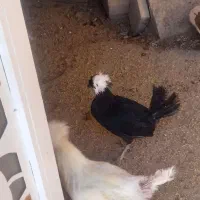 فروش مرغ|حیوانات مزرعه|دهگلان, |دیوار