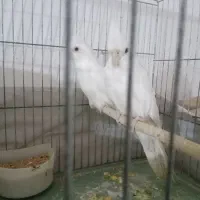 عروس آلبینو خالص خاص|پرنده|پلدشت, |دیوار