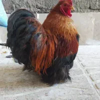 یک جفت مرغ و خروس کوشین