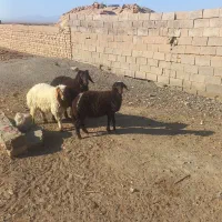 سه بره پشم‌ شیر دو نر یک ماده