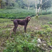 سگ شکاری پویینتر انگلیسی