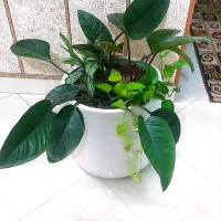 حراج گل های بسیار زیبا و سرحال