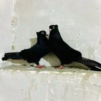 کبوتر زاغ ابدانی صبر|پرنده|سورک, |دیوار