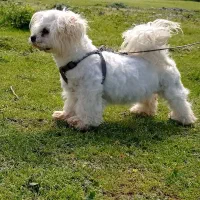 دوتا سگ مالتیز نر و ماده تعویض