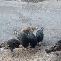 بوقلموبفروش میرسد