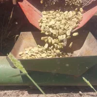 باقالی خشک طارم