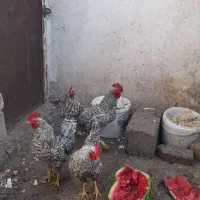 خروس پلیموت امروک