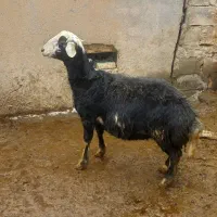 گوسفند|حیوانات مزرعه|میاندوآب, |دیوار