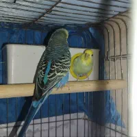 یک جفت مرغ عشق فوق مولد|پرنده|آبادان, |دیوار