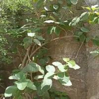 درخت چیکو و سیستان