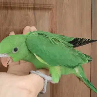 طوطی ملنگو|پرنده|اصفهان, ارداجی|دیوار