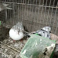 کبوتر آخرت جنس نسل برتر|پرنده|جلین, |دیوار