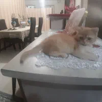 توله گربه بریتیش گلد|گربه|تبریز, |دیوار