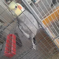 فروش یه جفت عروسی هلندی|پرنده|خانمیرزا, |دیوار