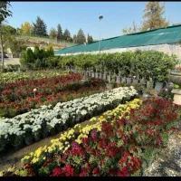 خدمات باغبانی گلکاری باغچه کاری تعویض خاک گلدون|خدمات باغبانی و درختکاری|تهران, جنت‌آباد شمالی|دیوار