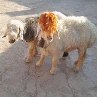 میش