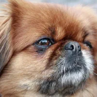 واگذاری ۲ پیکینز و یک شیتزو