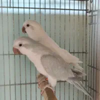 خرید فروش طوطی گرینچیک راهب کاسکو اکلکتوس خورشیدی|پرنده|تهران, صاحب الزمان|دیوار