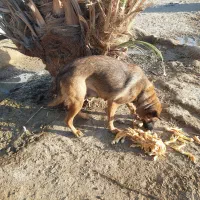 نخل خرما|گل و گیاه طبیعی|ایرانشهر, |دیوار