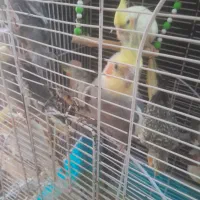 طوطی عروس ۷۰۰ هزار تومان