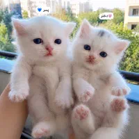 واگذاری بچه گربه
