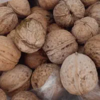 گردو پوست کاغذی امسال