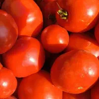 گوجه درجه یک برای رب
