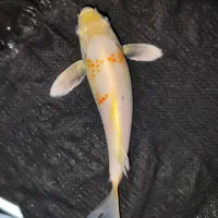 ماهی کوی خاص و آینده دار