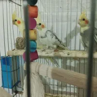 قفس|لوازم جانبی حیوانات|تایباد, |دیوار