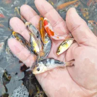 کوی رنگارنگ ۲و۳ بندی سوپر باله