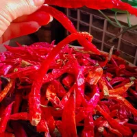 فلفل قرمز تند|خوردنی و آشامیدنی|پاکدشت, پاکدشت (مامازند)|دیوار