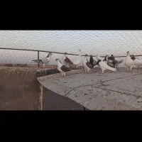 ۳۰ تا کفتر رنگه