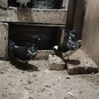 کبوتر